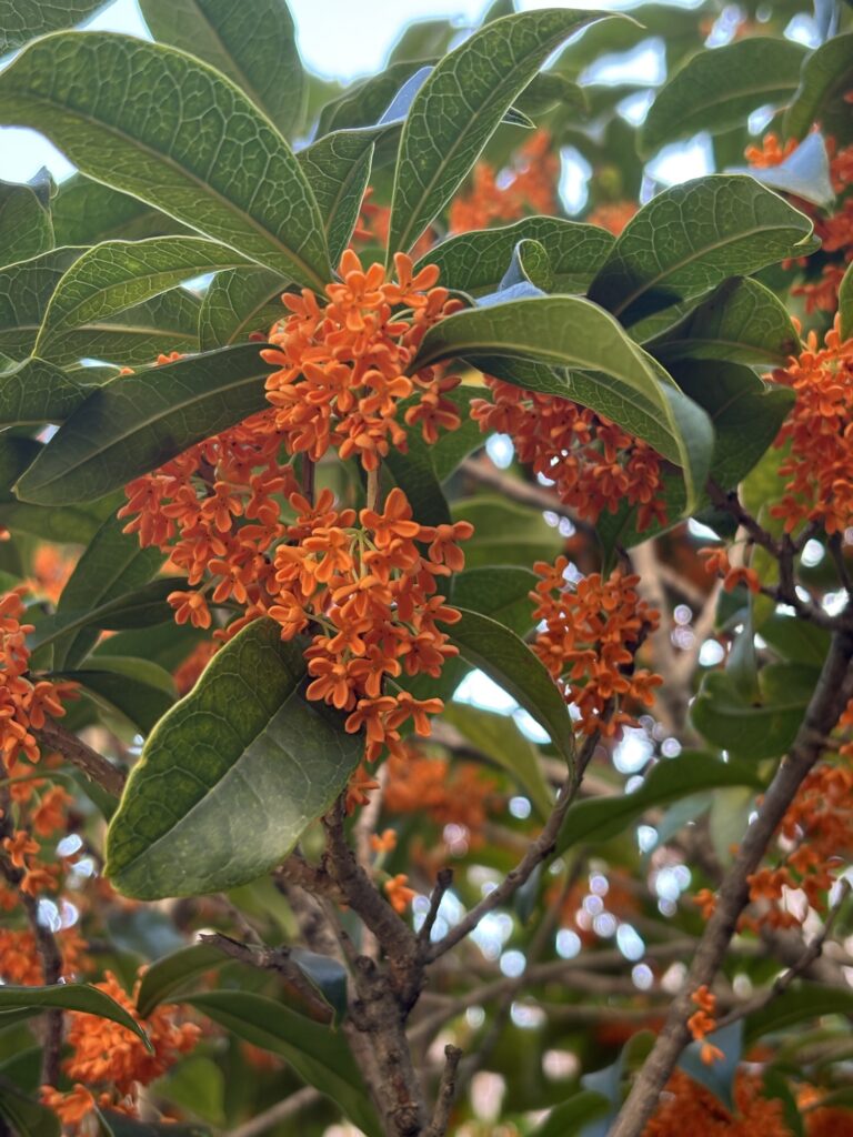 11月に咲き出した金木犀の花