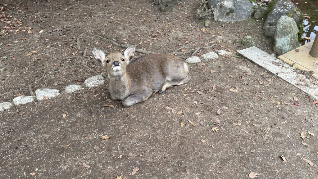 奈良公園でくつろぐ鹿のアップ写真