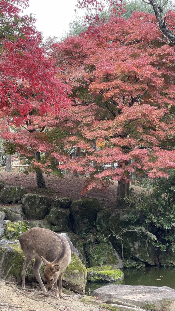 紅葉の中で過ごす奈良公園の鹿