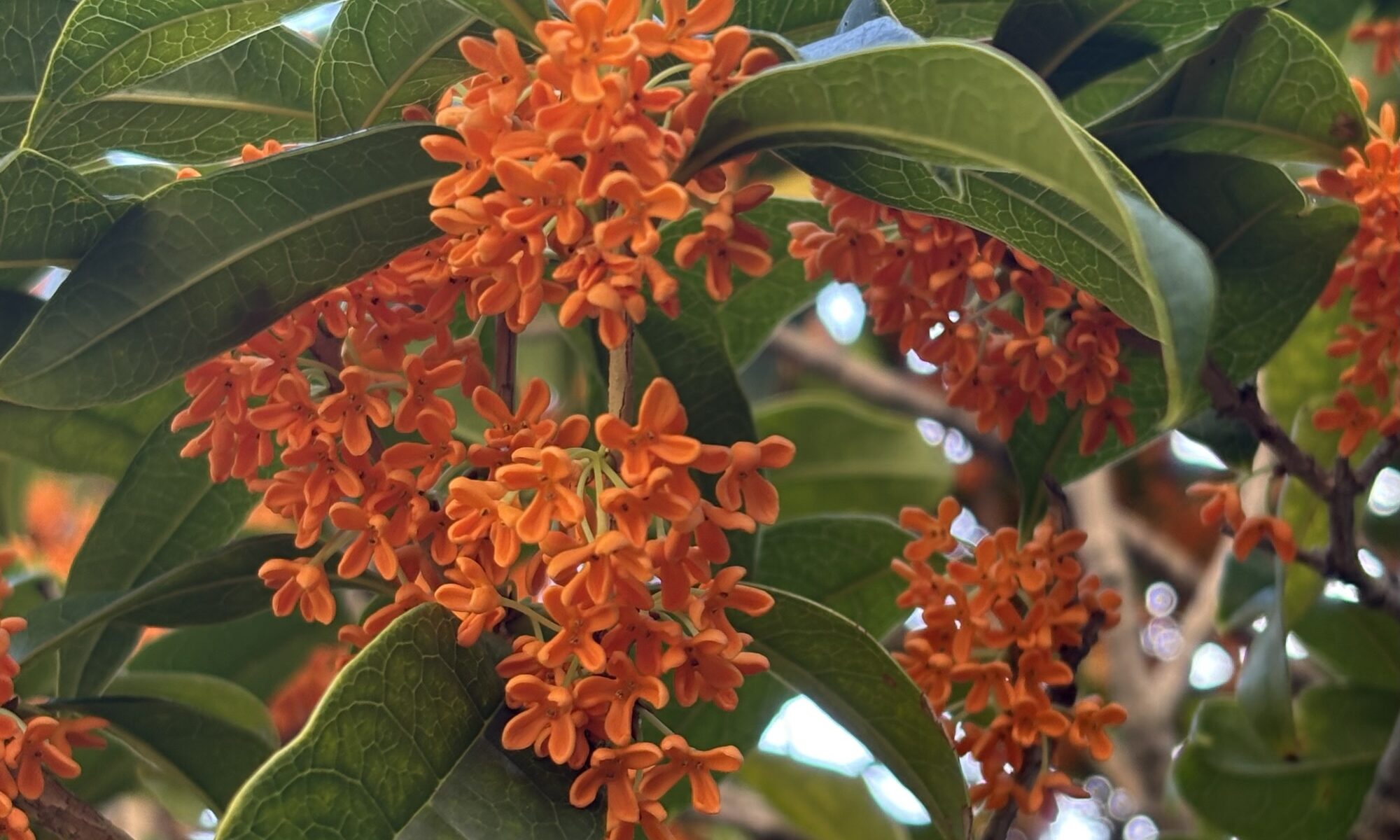 11月に咲き出した金木犀の花