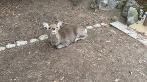 奈良公園でくつろぐ鹿のアップ写真