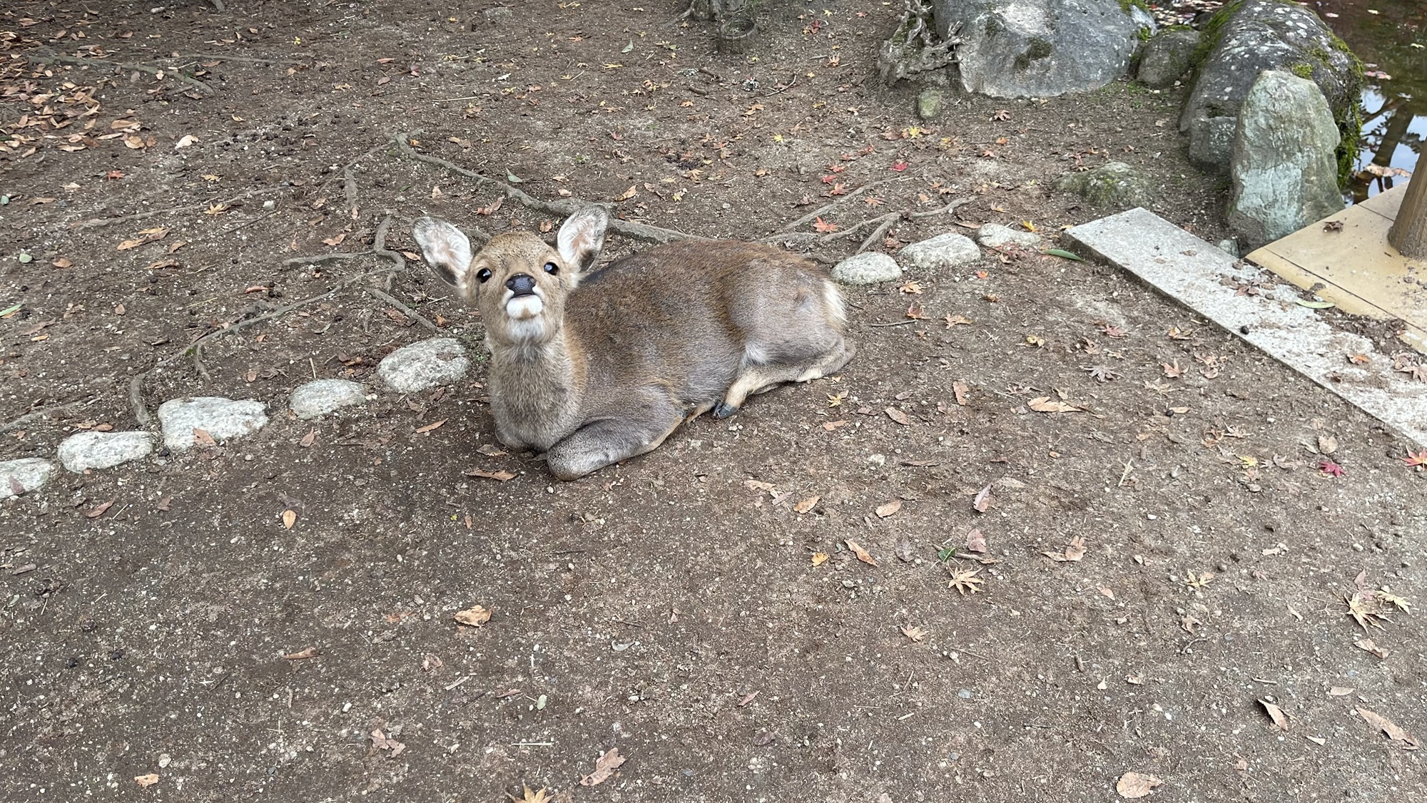 奈良公園でくつろぐ鹿のアップ写真